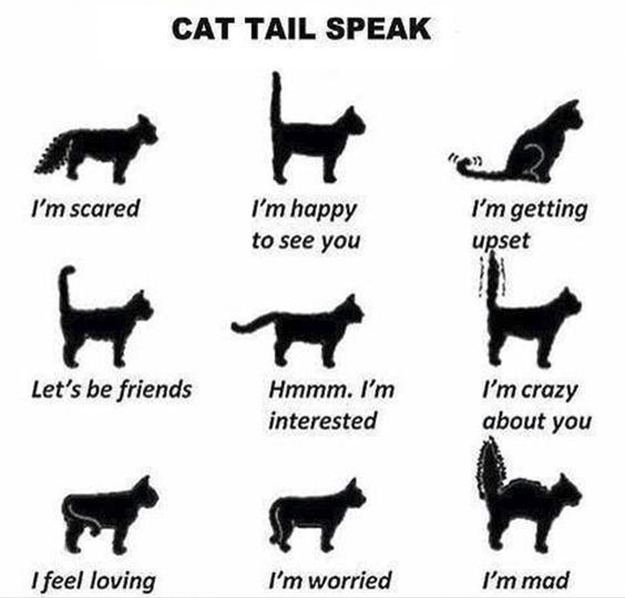 cat tail speak