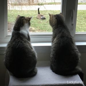 Cats Watching Goose