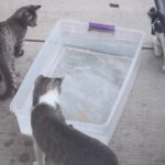 Feral Kittens Playing With Rubber Fish Bath Toy ~ So Cute!