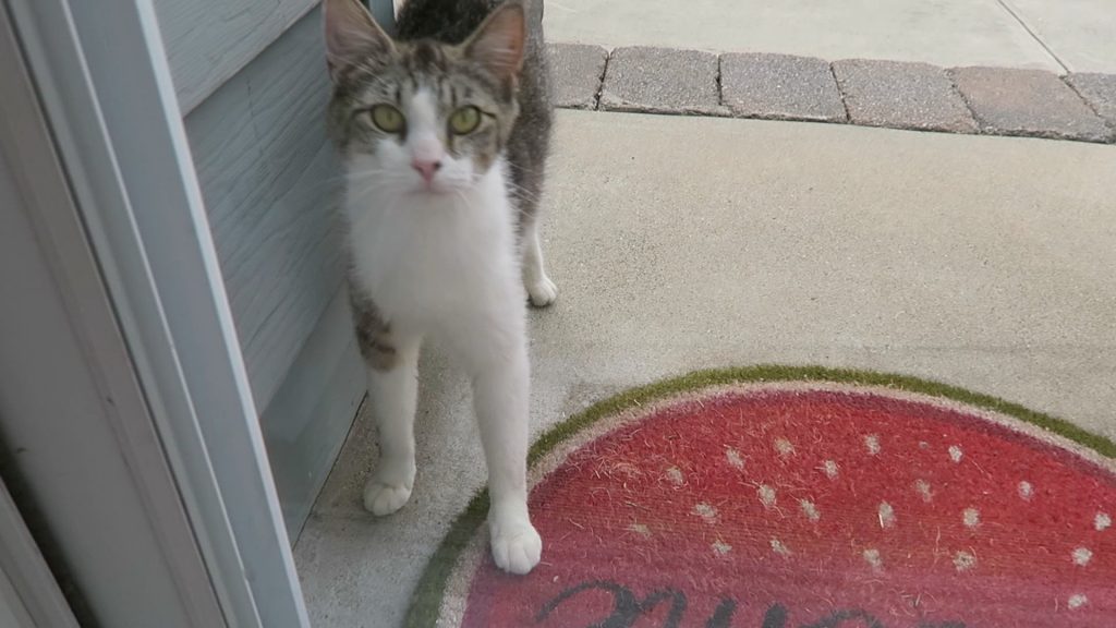 Friendly Feral Cat Wants Breakfast Lucky Ferals