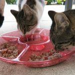 Trader Joes Ocean Fish, Salmon, And Rice Dinner Cat Food Product Review