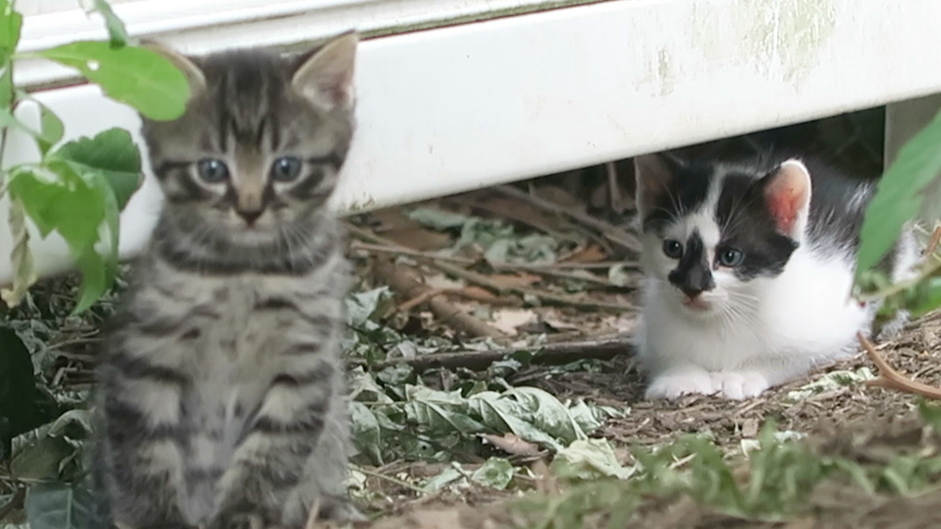 Two Cute Little Feral Kittens
