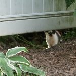 Cute Feral Kittens Make One Of Their First Appearances