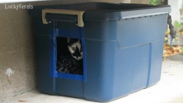 Insulating The Feral Cat Shelter For Winter - Building a DIY Feral Cat House  