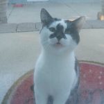 Splash The Feral Kitten Says Hello - Training and Taming Feral Cats Splash The Feral Kitten Says Hello - Training and Taming Feral Cats