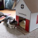 Stella's New DIY Cardboard Cat House