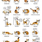 Cat Language - What Is Your Cat Telling You?
