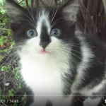 This Little Feral Kitten Reminds Me Of Splash
