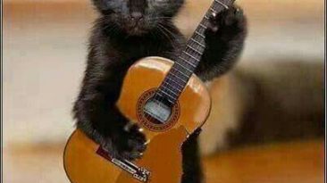 black cat with guitar
