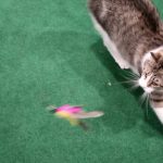 Cats React To OnePlus Retractable Wand Cat Toys Feathers Caterpillars