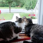 Cats See A Deer For The First Time - Let's Watch The Cats And The Deer Cats See A Deer For The First Time - Let's Watch The Cats And The Deer