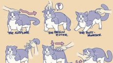 ways to pet your cat