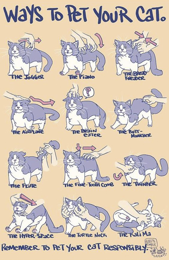 ways to pet your cat