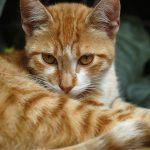 Debunking The Myths And Misinformation About Feral Cat Predation On Birds And Wildlife