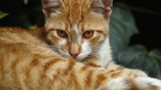 Feral Cat Myths