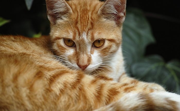 Feral Cat Myths