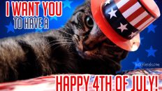 Happy 4th Of July Cat