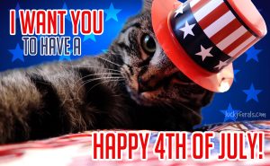 Happy 4th Of July Cat
