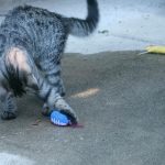 Cat And Kitten Play With Football Toy * Super Bowl 2017