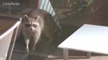 raccoon proof cat feeder