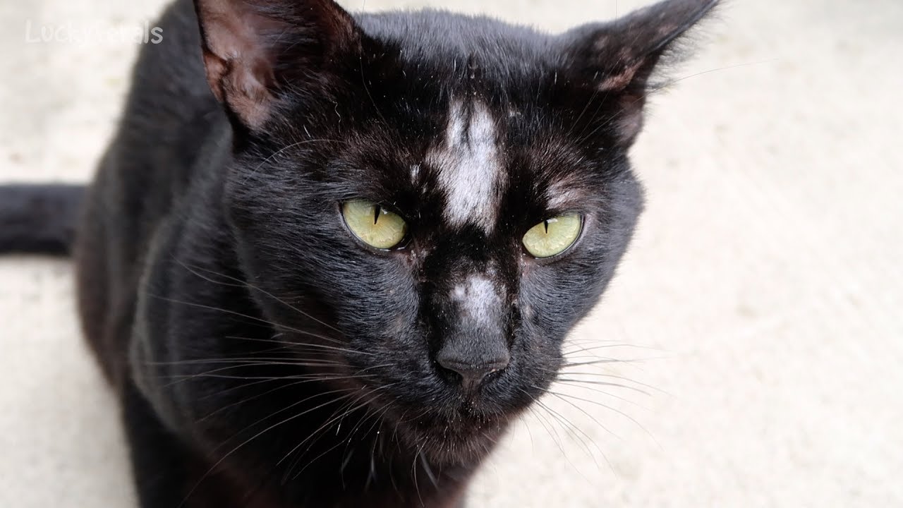 What Happened To Boo??? Feral Cat Missing Fur Feeding Feral Cats