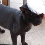 Boo Day 27 - Brushing, Purring, Petting - Training and Socializing A Feral Cat Boo Day 27 - Brushing, Purring, Petting - Training and Socializing A Feral Cat