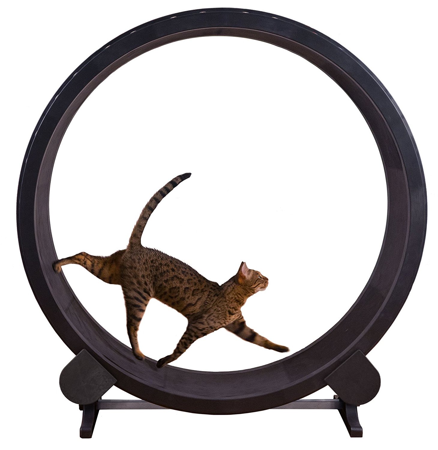 One Fast Cat Exercise Wheel Lucky Ferals