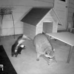 Caught On Camera - The First Night With The New Raccoon Proof Feral Cat Feeder Setup