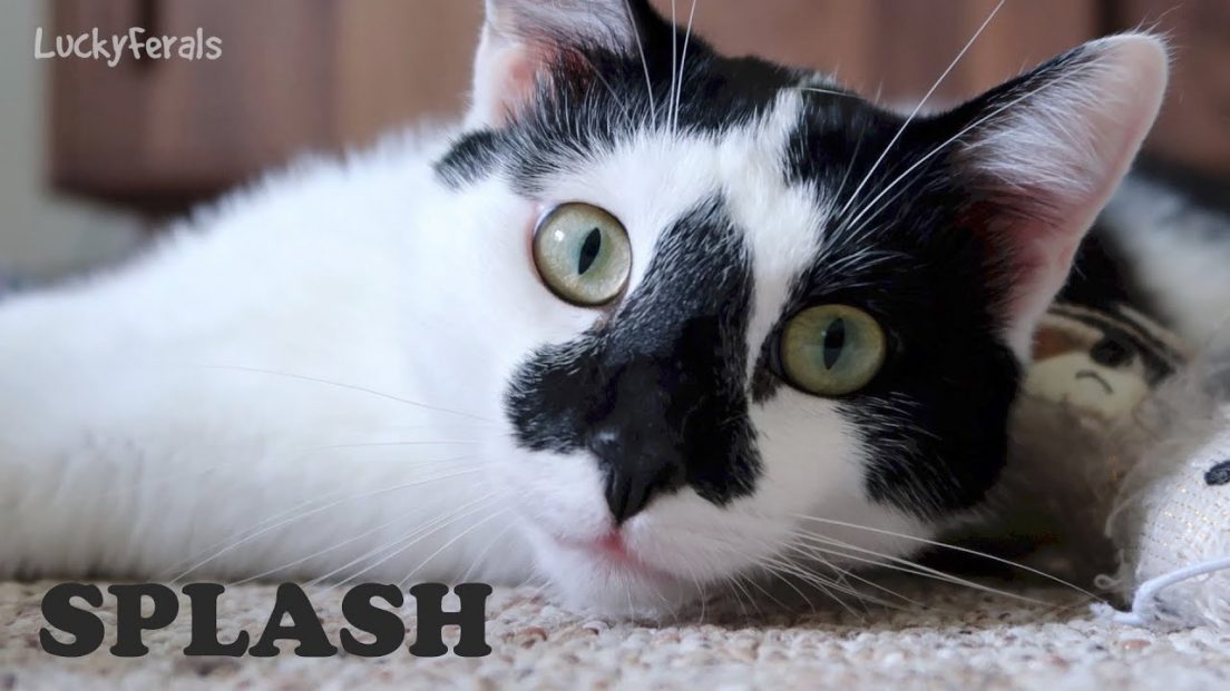 Animal Communicator Sonya Fitzpatrick Speaks With The Cats Lucky Ferals