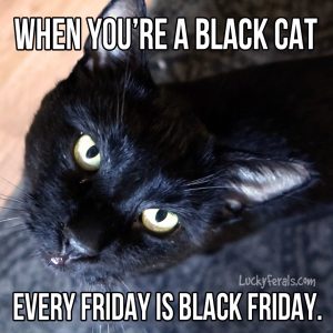 black friday black cat
