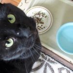 Boo Day 107 - Simba's Fluffy Belly Rub and Boo's New Favorite Thing - The Lucky Ferals