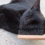 Boo Day 56 - Playing, Eating, Petting, Brushing - Training and Socializing A Feral Cat Boo Day 56 - Playing, Eating, Petting, Brushing - Training and Socializing A Feral Cat