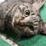 Boo Day 78 - Catnip Donuts - Training And Socializing A Feral Cat