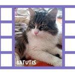 Would you like to have your cat featured in a Lucky Ferals video?