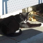 Boo Day 137 - Hydrox Has Taken Over Boo's Apartment - Training and Socializing A Feral Cat Boo Day 137 - Hydrox Has Taken Over Boo's Apartment - Training and Socializing A Feral Cat