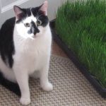 Boo Day 190 - A Morning Fight With Splash And Boo Boo Day 190 - A Morning Fight With Splash And Boo