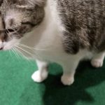 Boo Day 196 - Celebrating The Super Bowl Win With Meaty Sticks Boo Day 196 - Celebrating The Super Bowl Win With Meaty Sticks