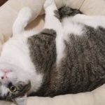 Boo Day 207 - A Broken Heart - Training And Socializing Feral Cats