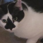 Boo Day 227 - Picking Up Splash And A Snow Storm - Feral Cats Winter