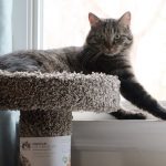 Boo Day 237 - Mostly Mail Day - Training And Socializing A Feral Cat