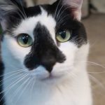 Boo Day 279 - The Dogs Have Owners, A Happy Birthday Cat Cake And A Trip To Tractor Supply