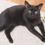 Boo Day 283 - Mail Time And Brush Time - Brushing Cats - Cat Reality Soap Opera