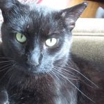 Boo Day 299 - Blessed By Little Richard And Splash Lets Me Brush Him For The First Time