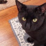 Boo Day 311 - Boo Needs to Learn How To Be Gentle With The Other Cats - Training A Feral Cat