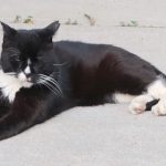 Boo Day 350 - Let's Talk To Hydrox And Visit The Nyack Famous Street Fair - Feral Cat Socializing Boo Day 350 - Let's Talk To Hydrox And Visit The Nyack Famous Street Fair - Feral Cat Socializing