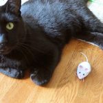 HEXBUG Mouse Robotic Cat Toy Video Review - The Lucky Ferals