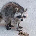 Boo Day 354 - Playtime With Boo And The Baby Raccoons Came Back Boo Day 354 - Playtime With Boo And The Baby Raccoons Came Back