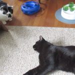 Boo Year 2 # 6 - Cats Playing With Toys, Simba Hunting A Bug, PetSmart Soft Cat Food Haul Boo Year 2 # 6 - Cats Playing With Toys, Simba Hunting A Bug, PetSmart Soft Cat Food Haul