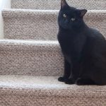 Boo Year 2 # 23 - Northport, NY, Automatic Cat Feeders, And Hungry Cats