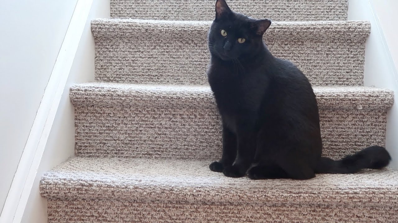 automatic cat feeder reddit